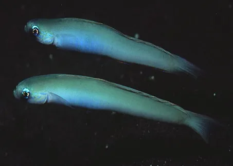 Ptereleotris monoptera | All sizes