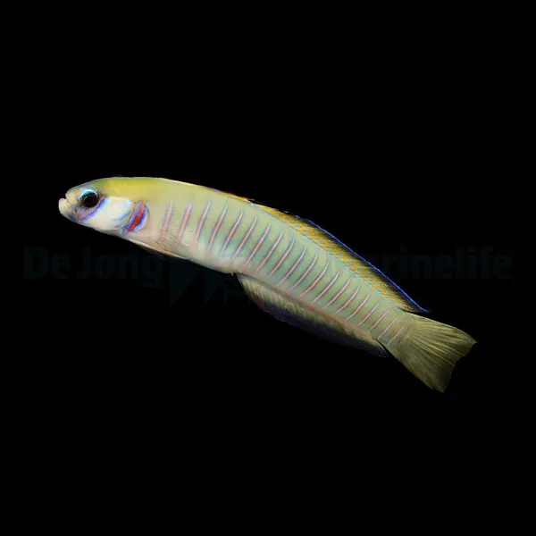 Ptereleotris Zebra | All sizes