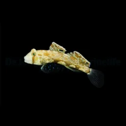 Signigobius biocellatus | All sizes