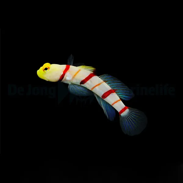 Stonogobiops dracula | All sizes
