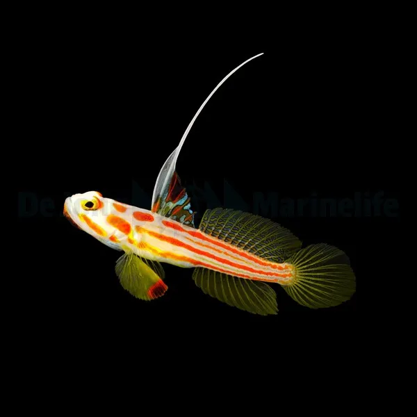 Stonogobiops yasha | All sizes