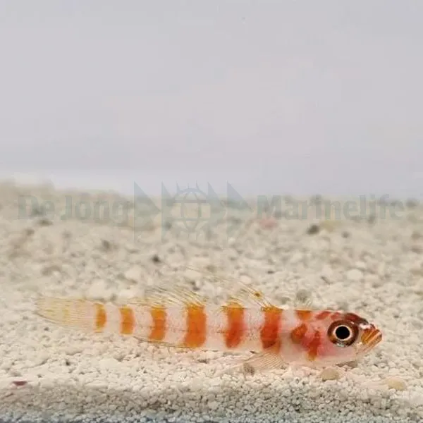 Trimma cana | All sizes
