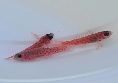 Trimma macrophthalma | All sizes