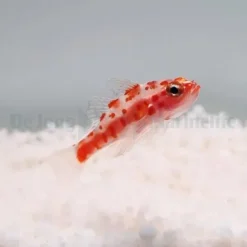 Trimma rubromaculatus | All sizes