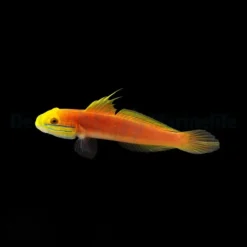 Valenciennea bella | All sizes