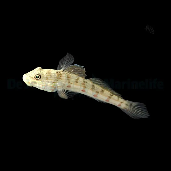 Valenciennea longipinnis | All sizes