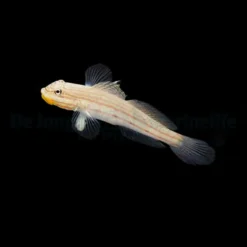 Valenciennea muralis | All sizes
