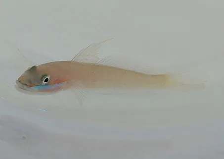 Valenciennea randalli (pair) | All sizes