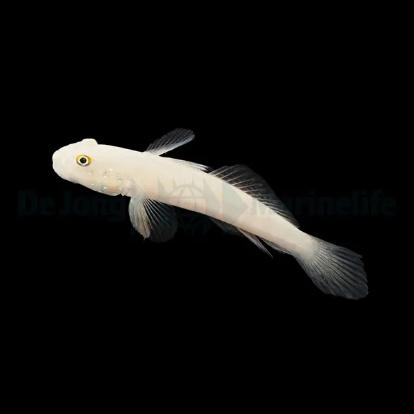 Valenciennea sexguttata | All sizes