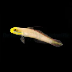 Valenciennea strigata | S/M