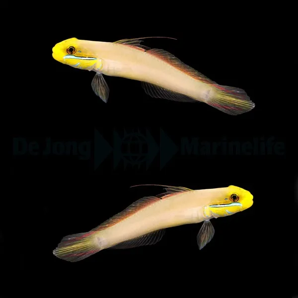 Valenciennea strigata (pair) | All sizes