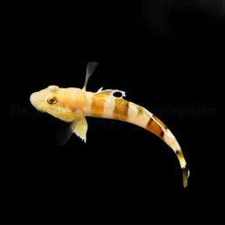 Valenciennea wardii | All sizes