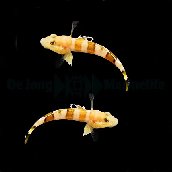 Valenciennea wardii (pair) | All sizes