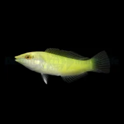 Halichoeres chloropterus | All sizes