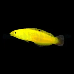 Halichoeres chrysus | All sizes