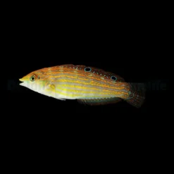 Halichoeres cosmetus | All sizes