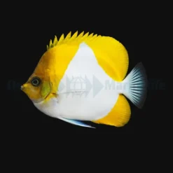 Hemitaurichthys polylepis | L