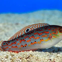 Halichoeres timorensis | All sizes