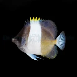 Hemitaurichthys zoster | M