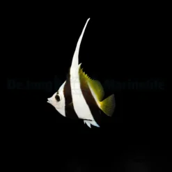 Heniochus diphreutes | M