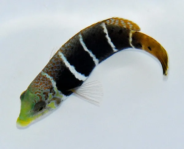 Hemigymnus fasciatus | S