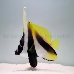 Heniochus monoceros | M