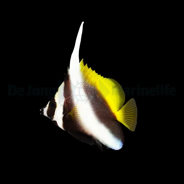 Heniochus singularius | S