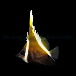 Heniochus varius | M