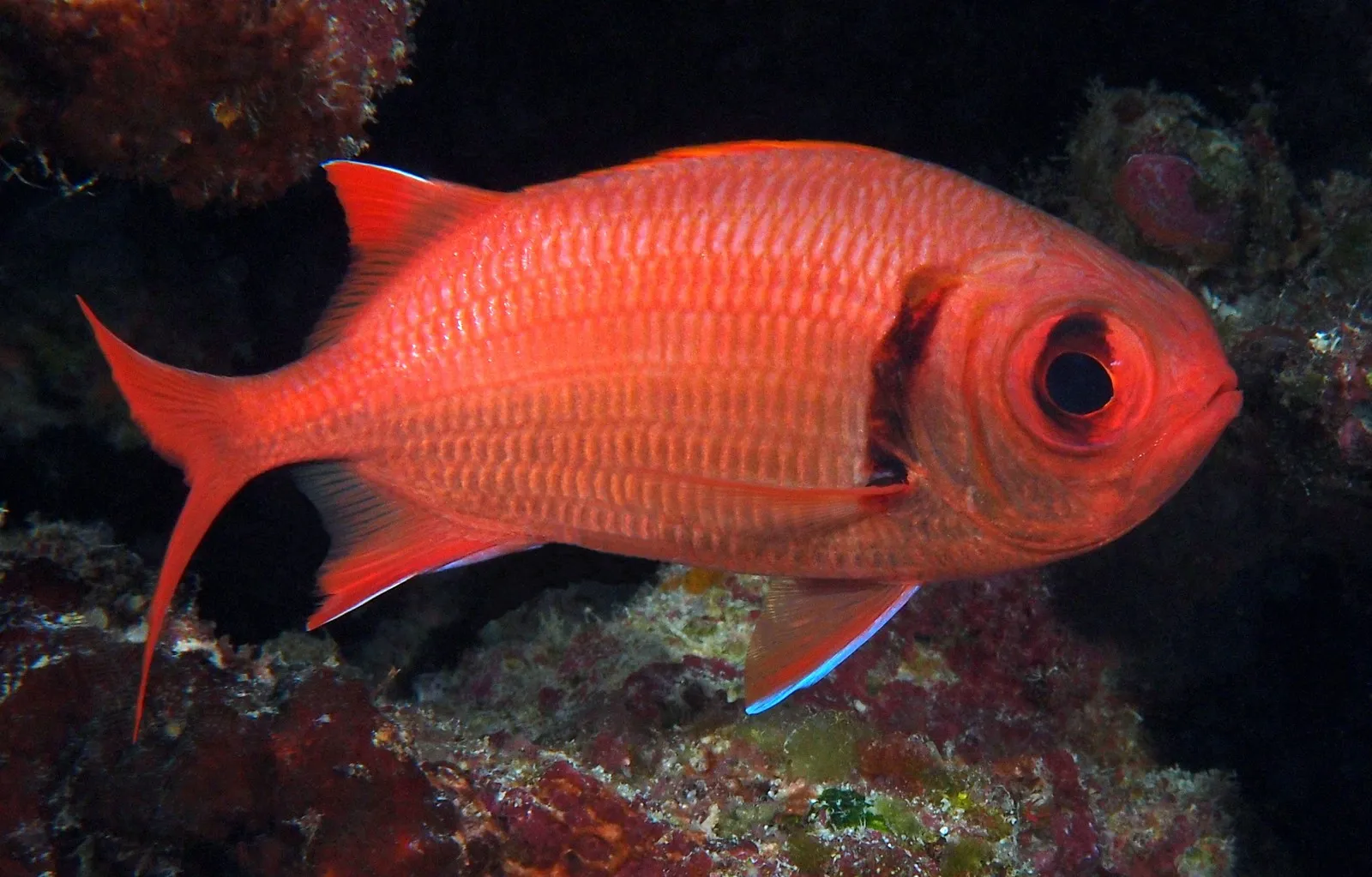 Myripristis amaena | S
