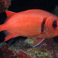 Myripristis amaena | M