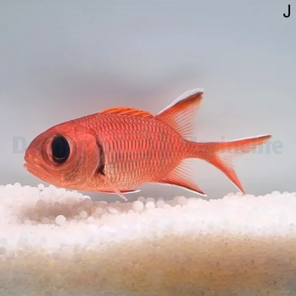 Myripristis berndti | M