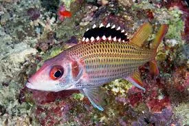 Neoniphon opercularis | L