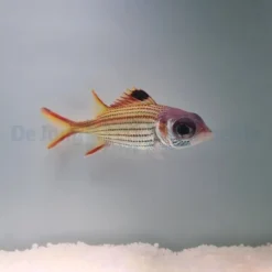 Neoniphon sammara | M