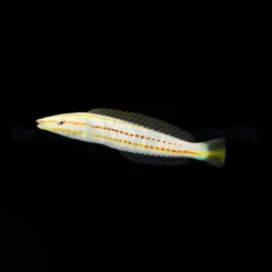 Hologymnosus doliatus | M/L