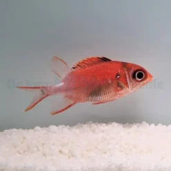 Sargocentron caudimaculatum | M