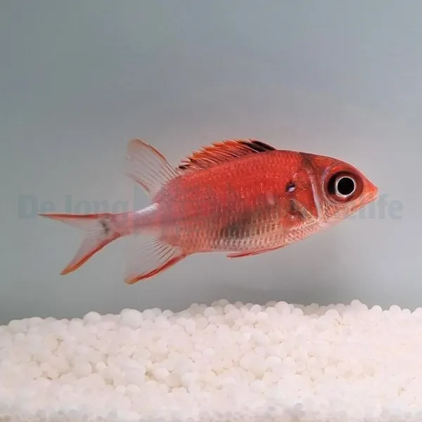 Sargocentron caudimaculatum | L