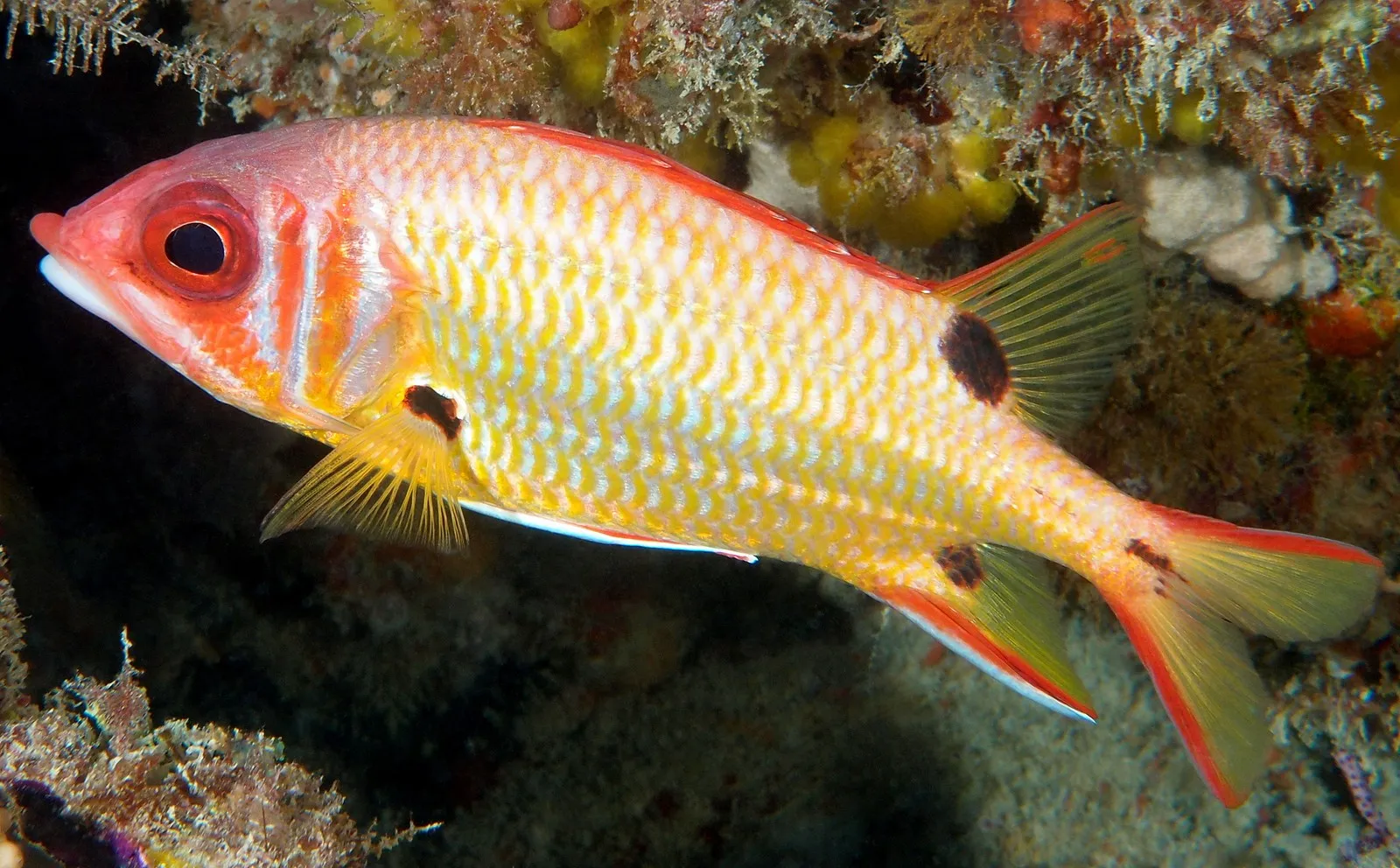 Sargocentron melanospilos | L