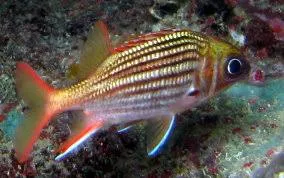 Sargocentron vexillarium | M