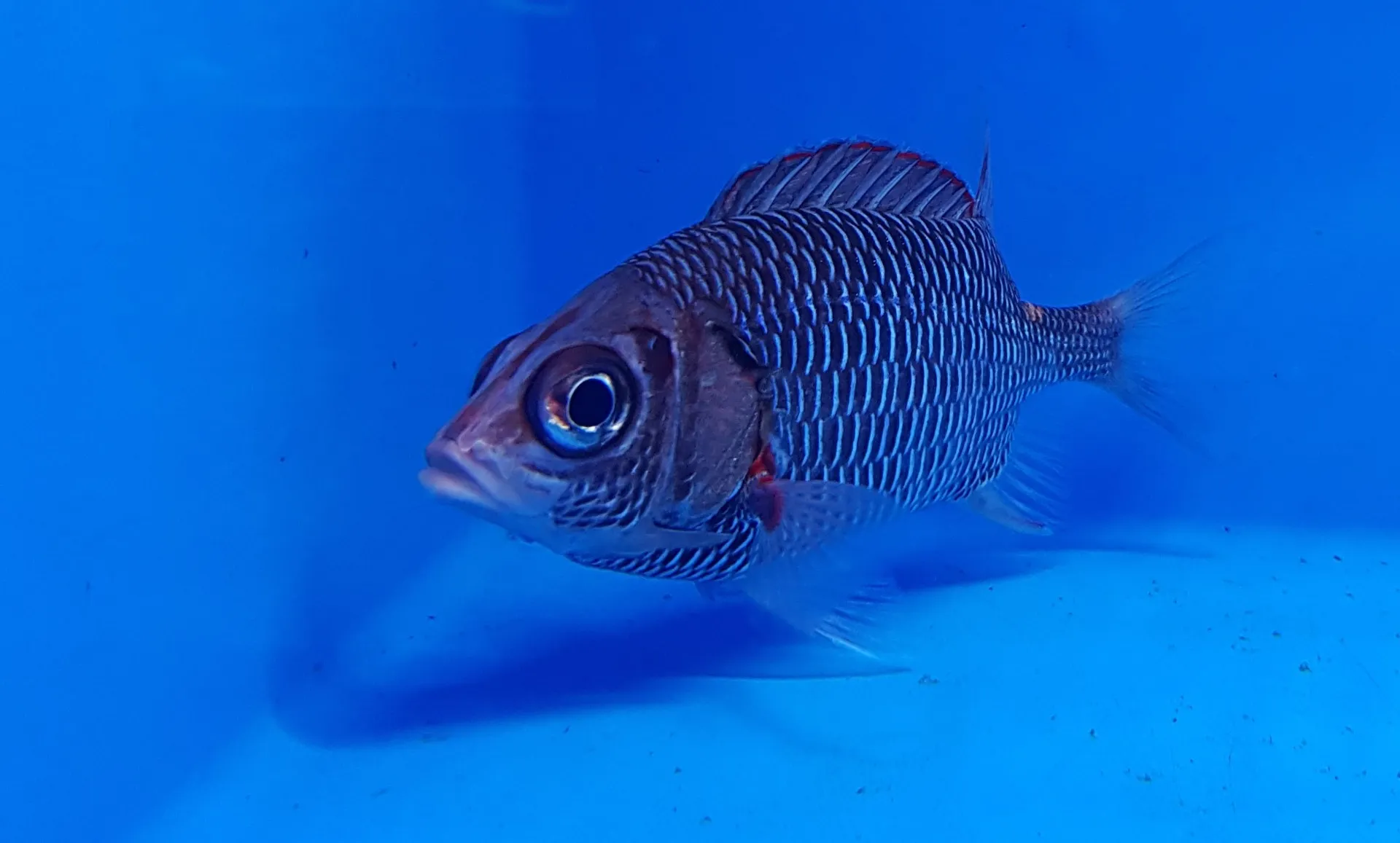 Sargocentron violaceum | S