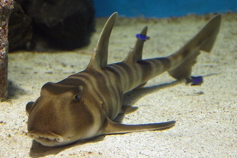 Heterodontus japonicus (Temperate water) | L