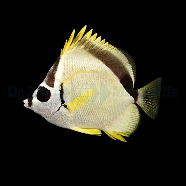 Johnrandallia nigrirostris | L