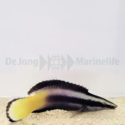 Labroides bicolor | L