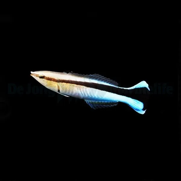 Labroides dimidiatus | All sizes