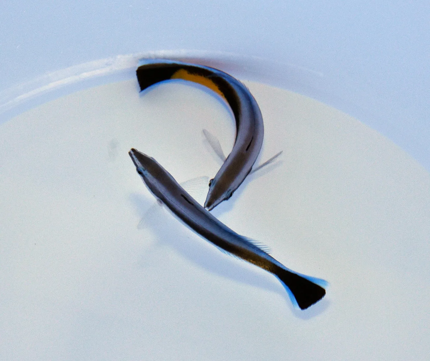 Labroides dimidiatus (Tonga) | All sizes