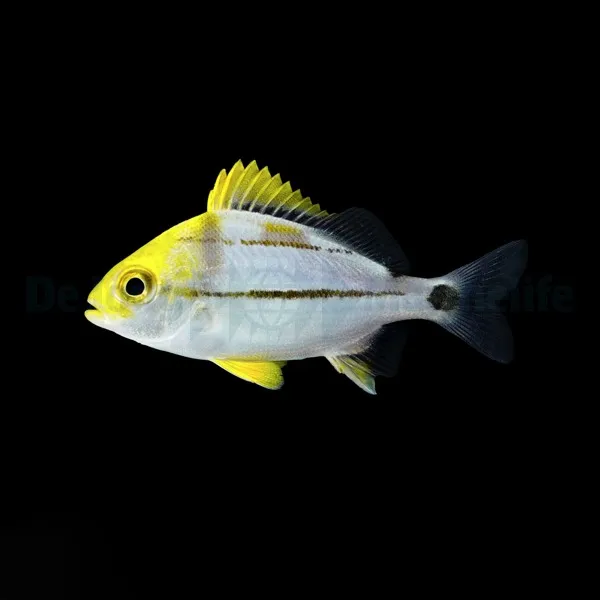 Anisotremus virginicus | M