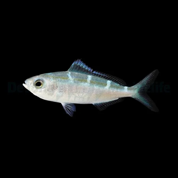 Caesio caerulaurea | L