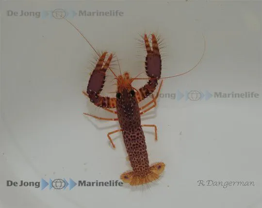 Enoplometopus debelius | All sizes