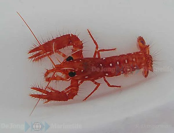 Enoplometopus occidentalis | All sizes