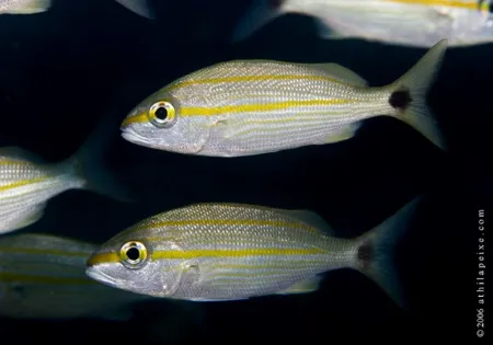Haemulon aurolineatum | S