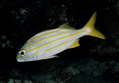 Haemulon chrysargyreum | L